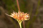 Fringed beaksedge